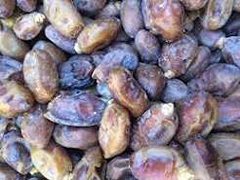 تصویر 1 از خرید و فروش خرما سایر نیمه خشک با شرایط فوق العاده